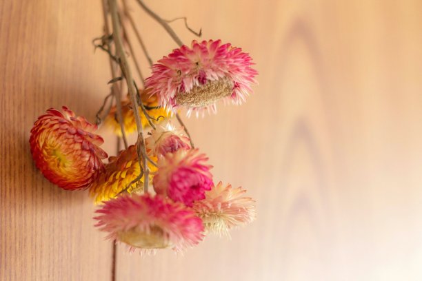 干花束图片下载