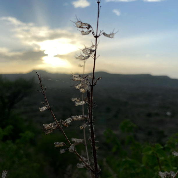 山顶上的干燥灌木图片下载