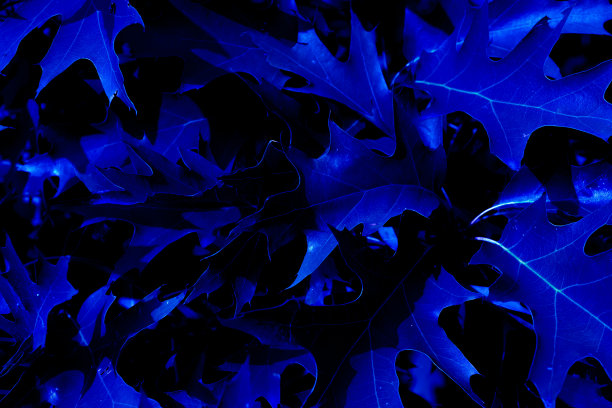 蓝色的山毛榉树叶的背景图片下载