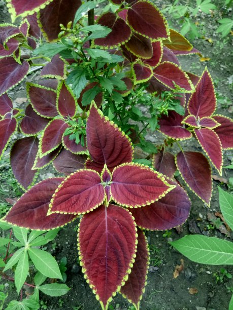 花园里盛开着美丽的花朵图片下载