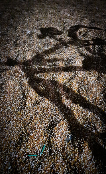 玉米地里一辆自行车的轮廓图片下载