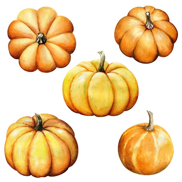 收集秋天成熟的南瓜果实，俯视图，侧视图图片下载