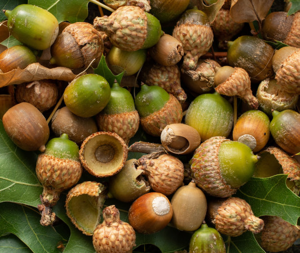 橡子和贝壳图片下载