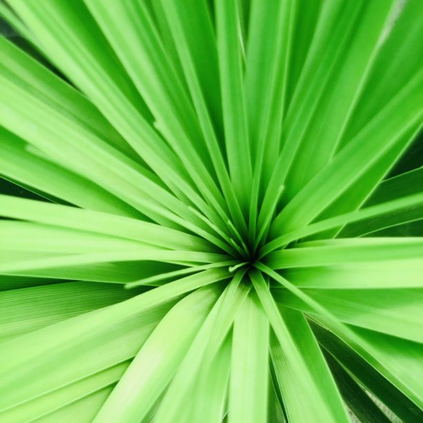 盛开的棕榈树图片下载