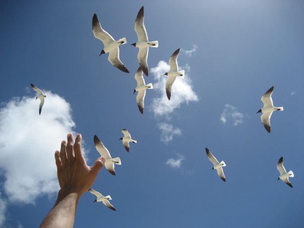 感人的自由图片下载