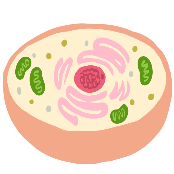 自噬和细胞的插图图片下载