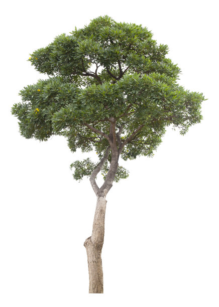 新鲜的大绿树孤立在白色上图片下载