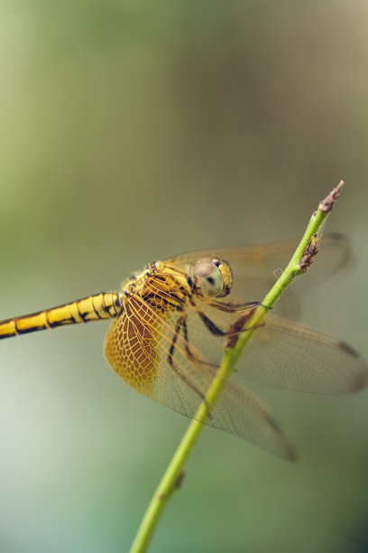 蜻蜓飞图片下载