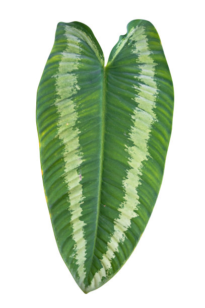 绿叶孤立在白色背景与修剪路径。图片下载