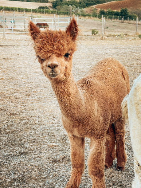 羊驼肖像图片下载