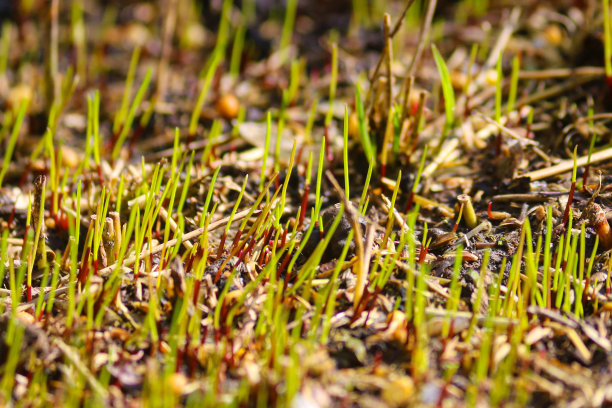 全帧图像，新鲜的绿草从播种的种子发芽，返老还嫩的绿草草坪在冬季结束后维护，聚焦前景图片下载