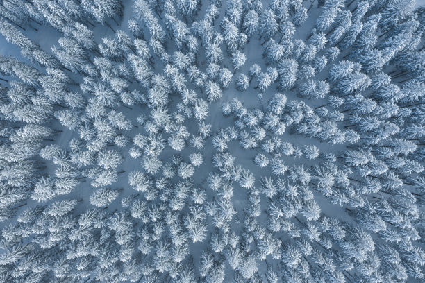 鸟瞰白雪皑皑的森林图片下载