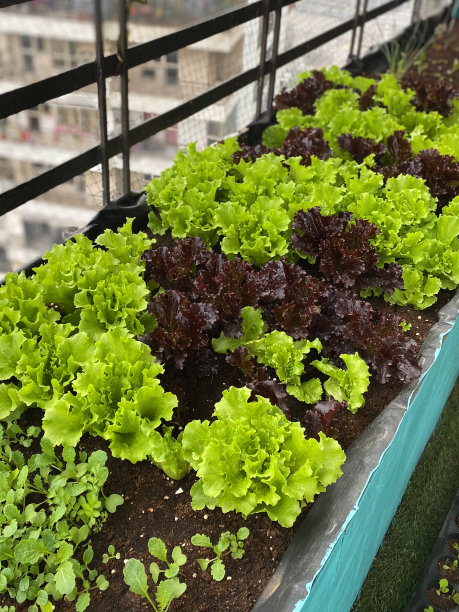 特写图片:抬高的蔬菜花园床，种植的红色和绿色叶子的生菜，住宅阳台设计的人造草坪和鸽子防鸟网，印度加兹阿巴德，高架视野图片下载