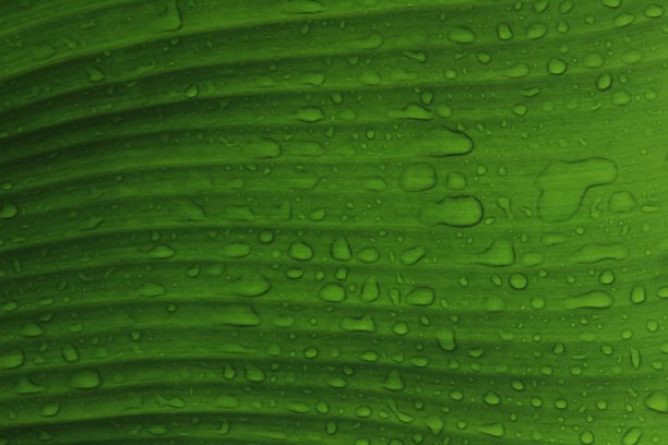水滴在热带深色的叶子上绿色的芭蕉叶图片下载