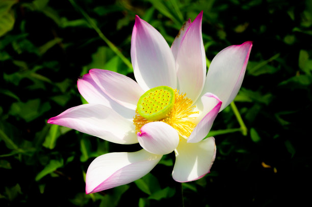 荷花在沼泽里盛开图片下载