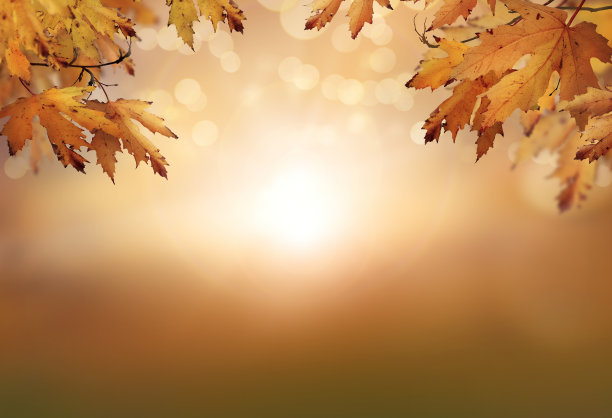 模糊的树叶和树叶的秋天的背景。图片下载