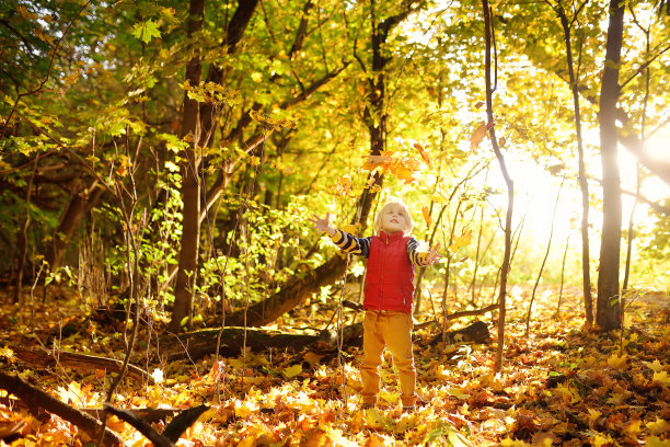 一个小男孩在阳光明媚的秋天漫步在森林里。孩子在玩枫叶。婴儿把树叶扔了起来。和家人一起享受大自然。和小孩子一起徒步旅行。图片下载