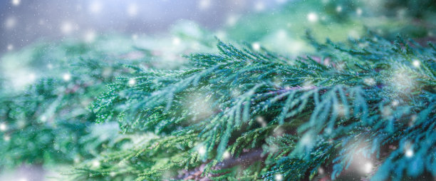 蓬松的冷杉树早午餐接近。圣诞壁纸的概念。副本的空间。图片下载