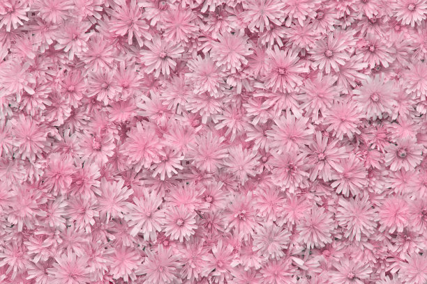 精致的粉红色花朵图案。美丽的大自然夏日背景。图片下载