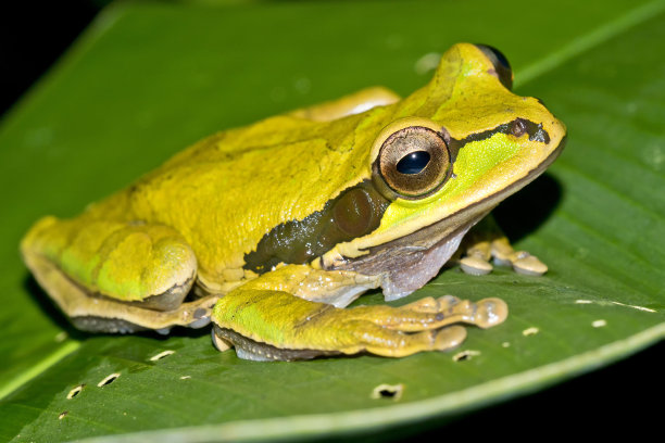 新格拉纳达交叉条纹树蛙，科科瓦多国家公园，哥斯达黎加图片下载