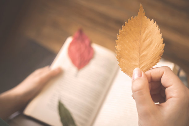 翻开书，秋叶在女人手中。舒适的秋天背景照片室内图片下载