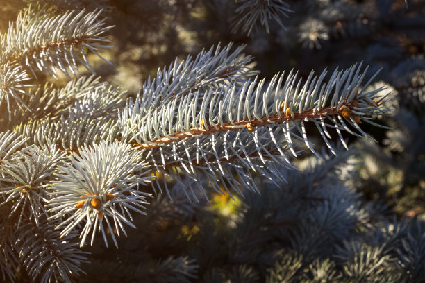 蓝色装饰云杉图片下载