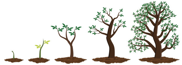 树木生长的五个阶段。图片下载