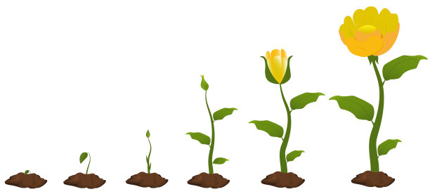 蓝色花朵生长的各个阶段图片下载