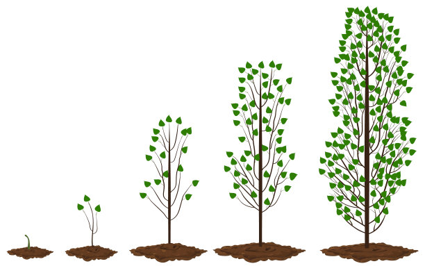 枫树生长的五个阶段。图片下载