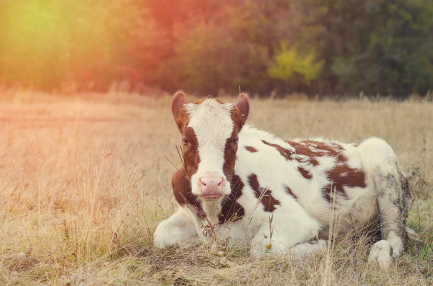 草地上的牛图片下载