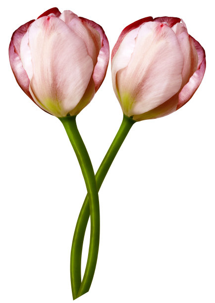 红色郁金香花在白色孤立的背景与修剪路径。特写镜头。为设计。大自然。图片下载