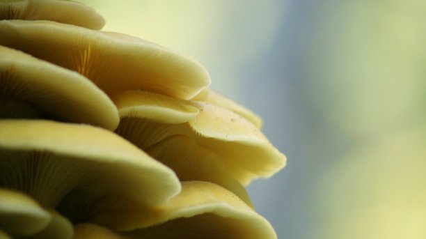 神奇的蘑菇图片下载