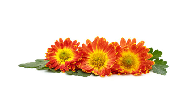 美丽的菊花的花束。图片下载