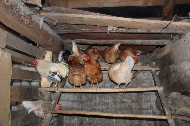 鸡舍一种古老的乡村鸡舍，有母鸡和公鸡的窝图片下载