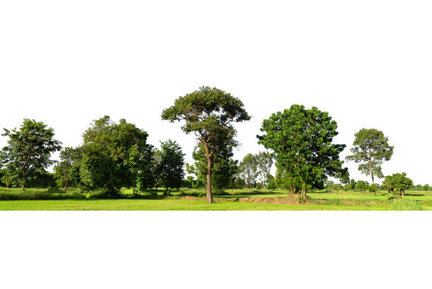 群树孤立在白色上图片下载
