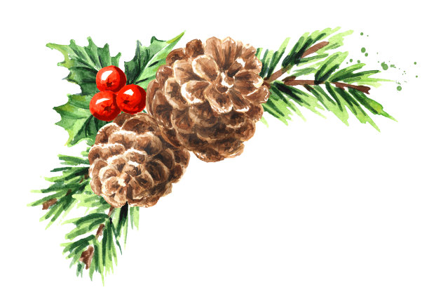 带雪杉球果的云杉树枝。手绘水彩插图，孤立在白色背景图片下载