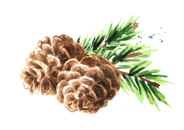 云杉树枝与雪冷杉球果，手绘水彩插图孤立在白色背景图片下载