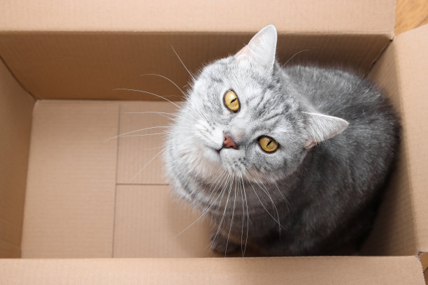 可爱漂亮的猫正坐在纸板箱里图片下载