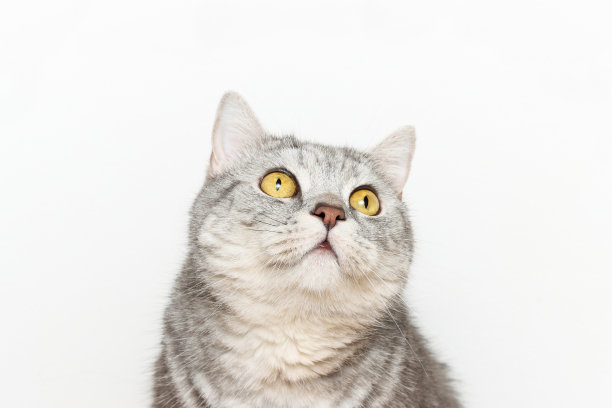 好奇而又可爱的猫在白色的背景上看着图片下载