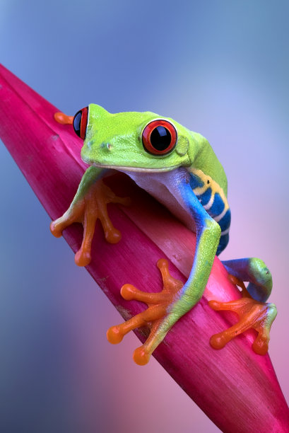 红眼树蛙坐在花上图片下载