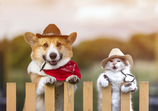 乡村农场的栅栏后，一对柯基犬和一只戴着牛仔帽的毛绒绒的猫图片下载