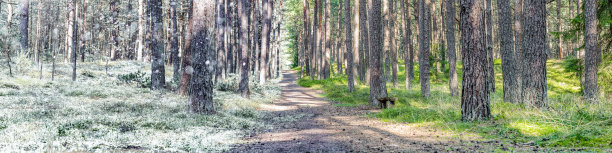 夏天和冬天都在一张照片里。冬夏季节的变化。森林里的雪和草，森林小路一直延伸到森林的远处图片下载
