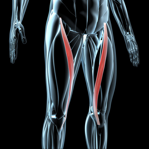 缝匠肌在x射线肌肉组织上的3D插图图片下载