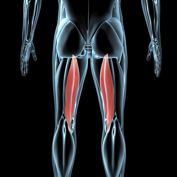 半膜肌在x射线肌肉组织上的3D插图图片下载