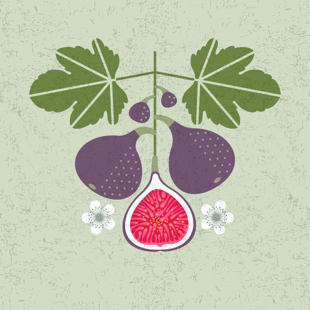 整株无花果和带叶带花的半株无花果。破旧的风格。成熟浆果的简单平面插图。图片下载