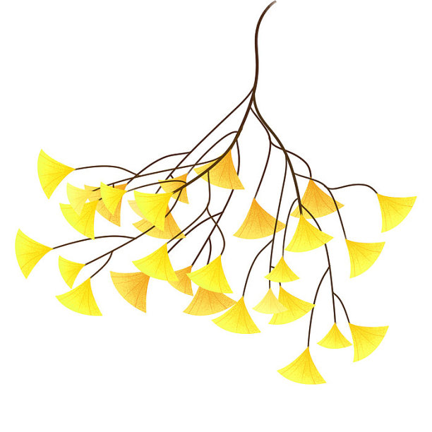 手绘秋天银杏叶图片下载