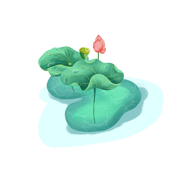 夏至荷叶与荷花花苞图片下载