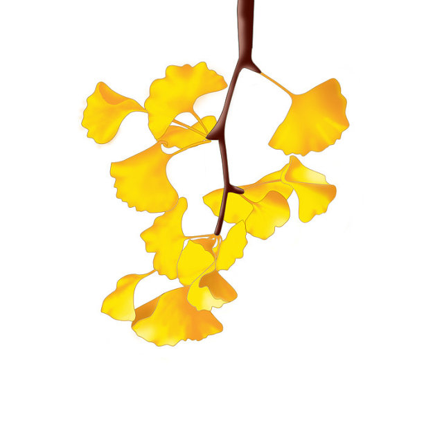 银杏叶图片下载