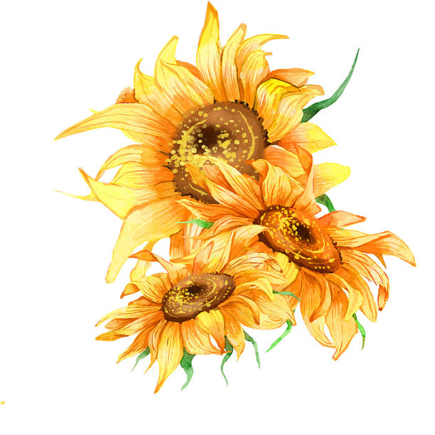 三朵水彩花卉向日葵手绘图片下载