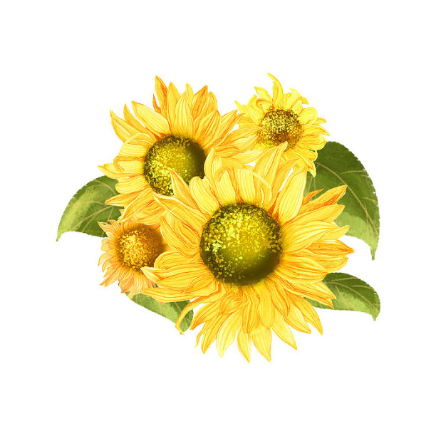 四朵向日葵手绘花瓣图片下载